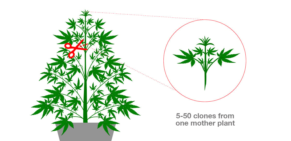 Can You Clone Autoflowering Plants?: What is Cloning