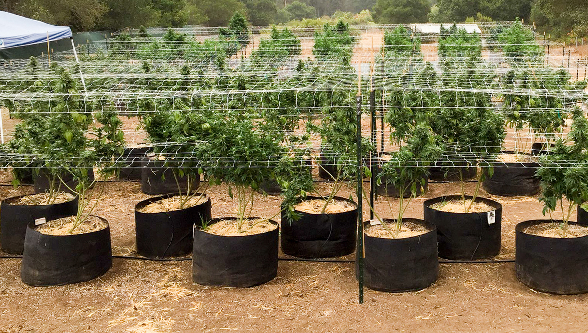 9 conseils pour gagner du temps: accès facile aux plantes