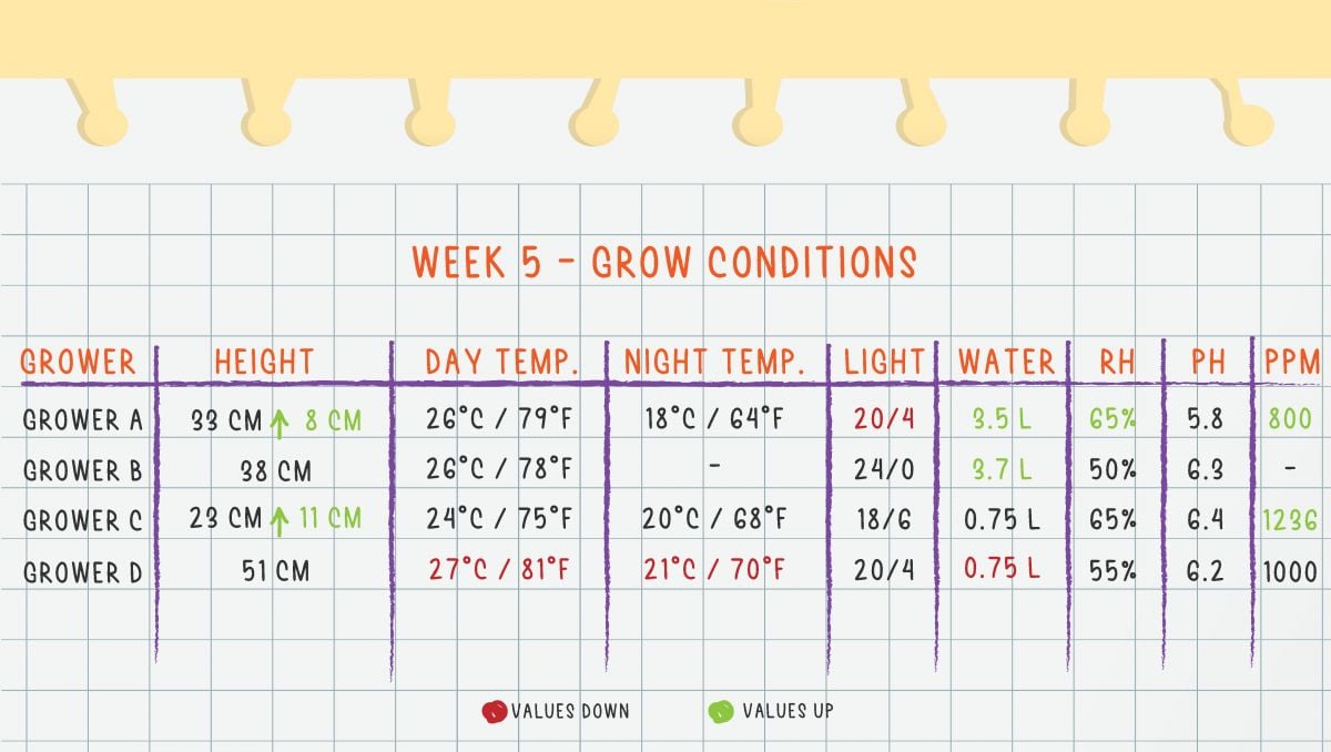 Orange Sherbet Auto Cannabis Strain Week-by-Week Guide: Week 5 grow conditions