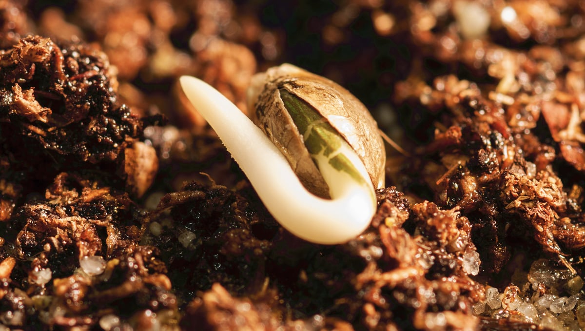 How to germinate autoflowering cannabis seeds
