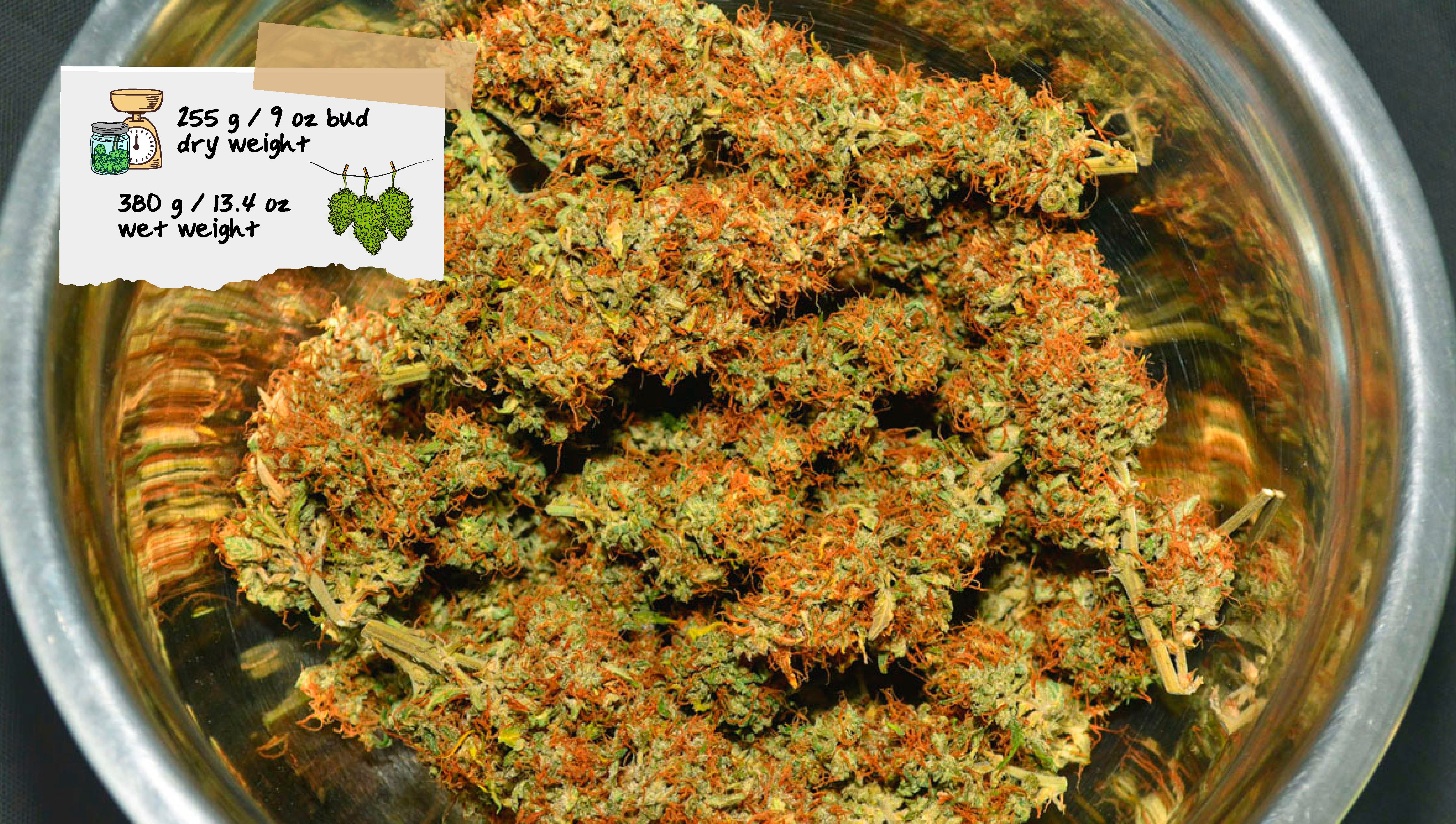 Vancplgrows Harvest Vancplgrows Harvest