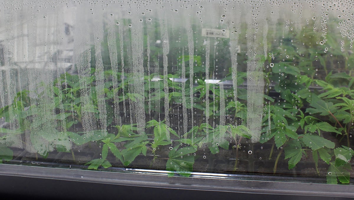 Vapor pressure deficit: how to change vpd