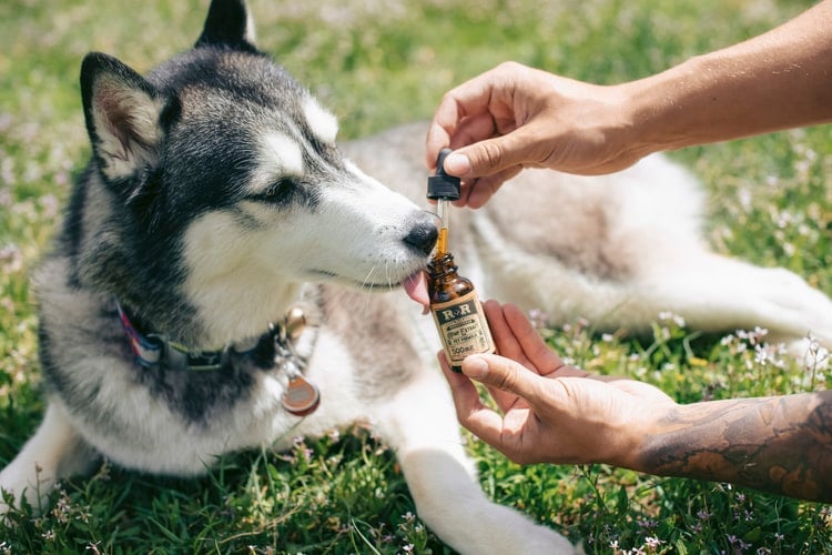 Is Cannabis Safe for Pets?: Dog taking CBD