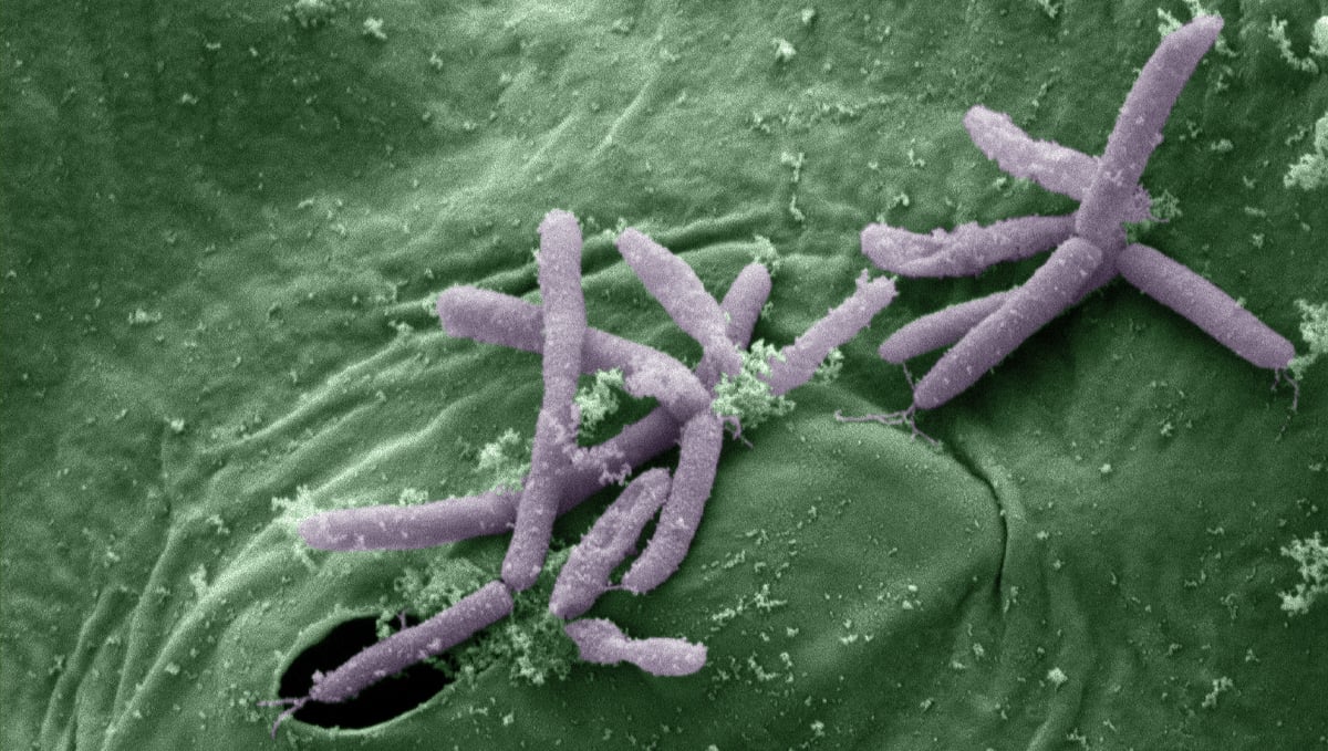 Benefícios dos microorganismos: bacterias epífitas