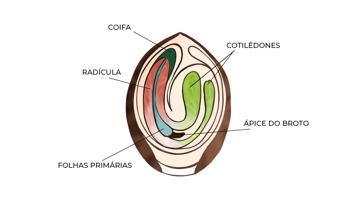 Guia de germinação: anatomia da semente Guia de germinação: anatomia da semente
