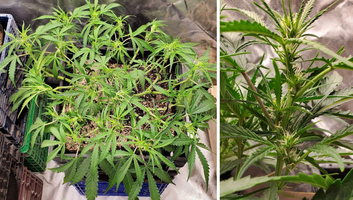 Gelato Auto Cannabis Strain Week-by-Week Guide: First flowers on a manifolded and defoliated autoflower