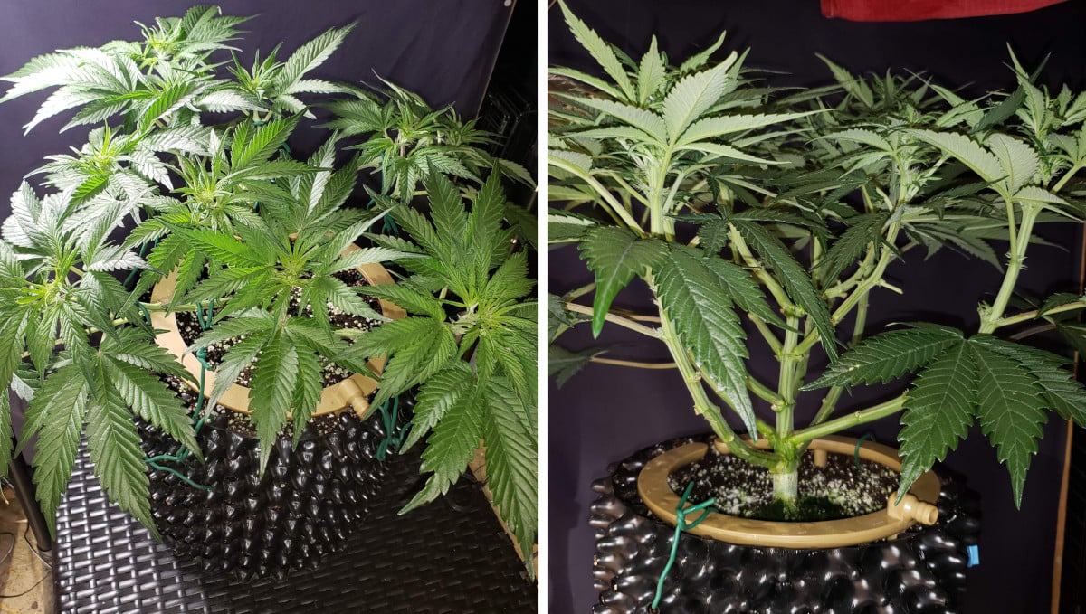 Strawberry Pie Auto Cannabis Strain Week-by-Week Guide: An LSTd and defoliated autoflower with sparse foilage