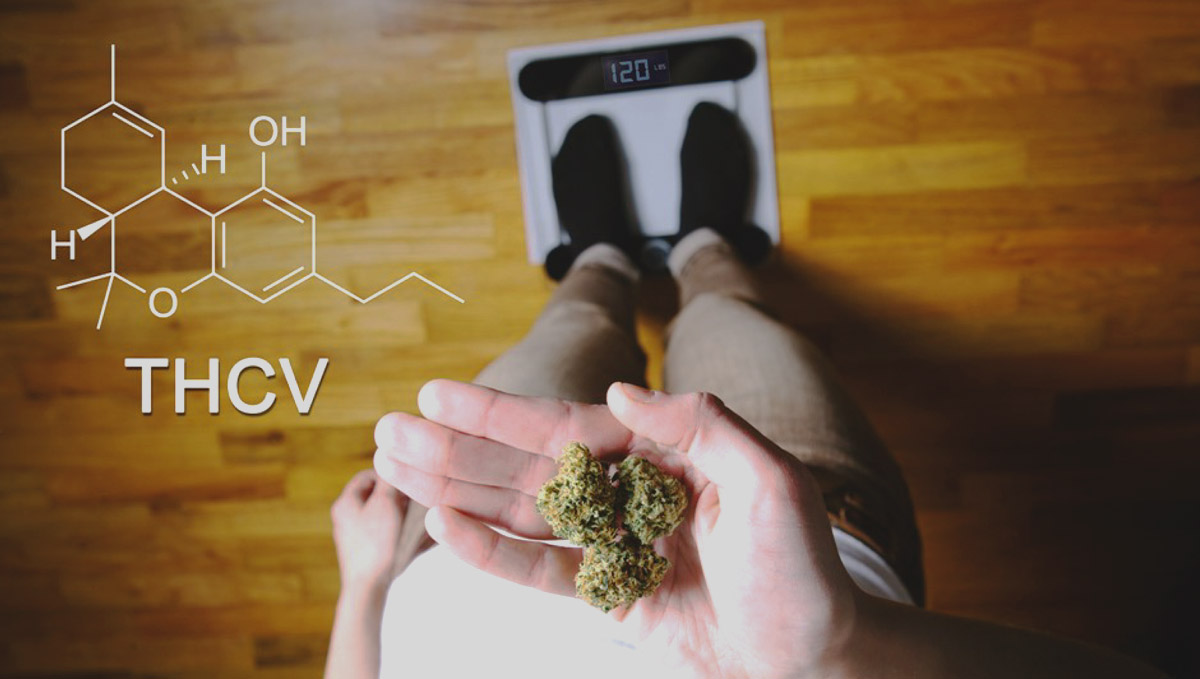 Unlike THC, THCV could actually promote weight loss.