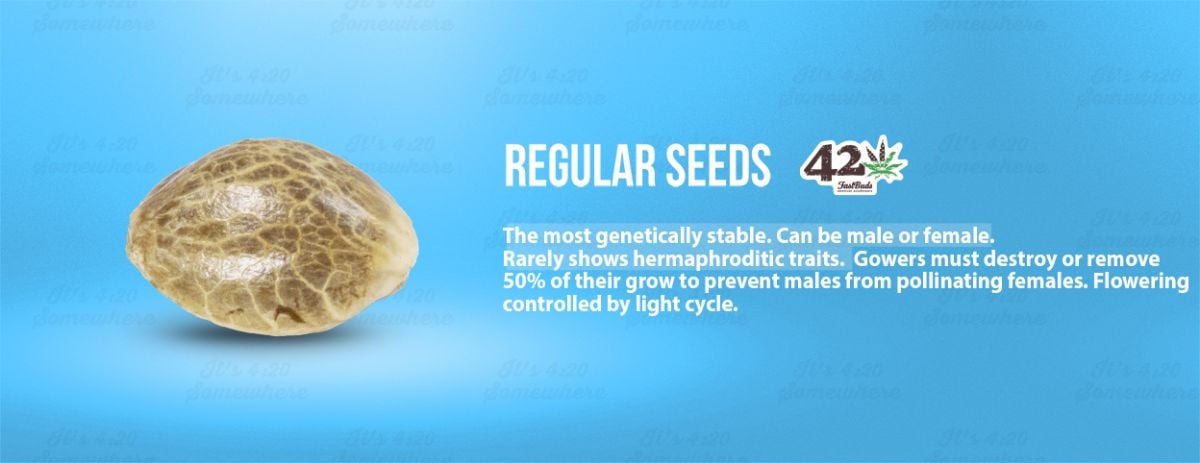 A summary of regular cannabis seeds