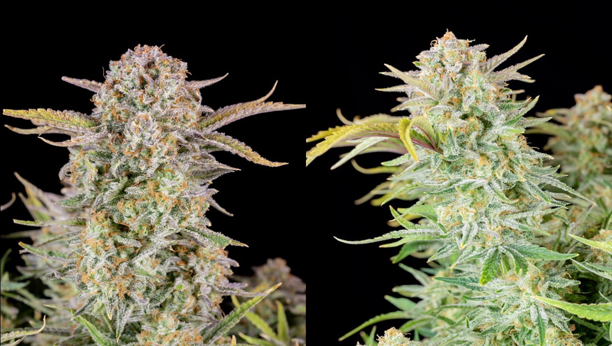 Top 10 strains to grow outdoors: Closer Look at Bruce Banner Auto