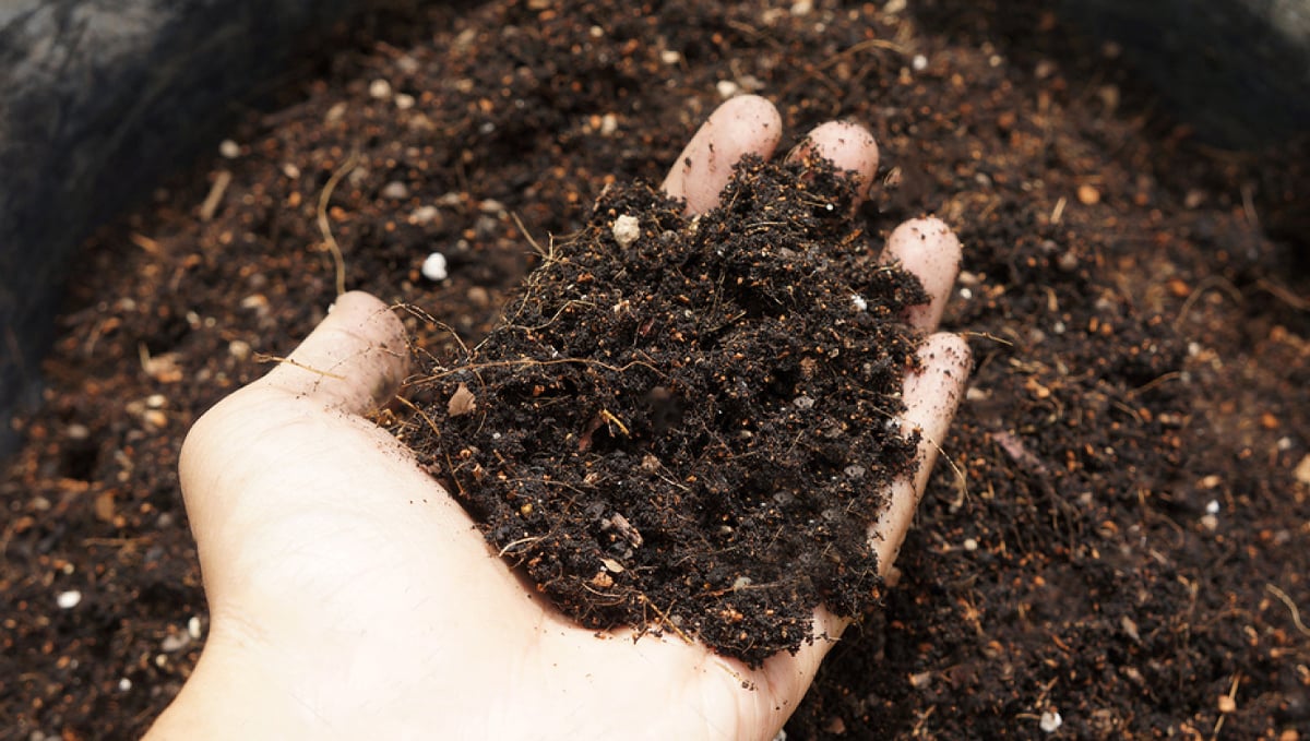 super soil for cannabis plants: mix soil