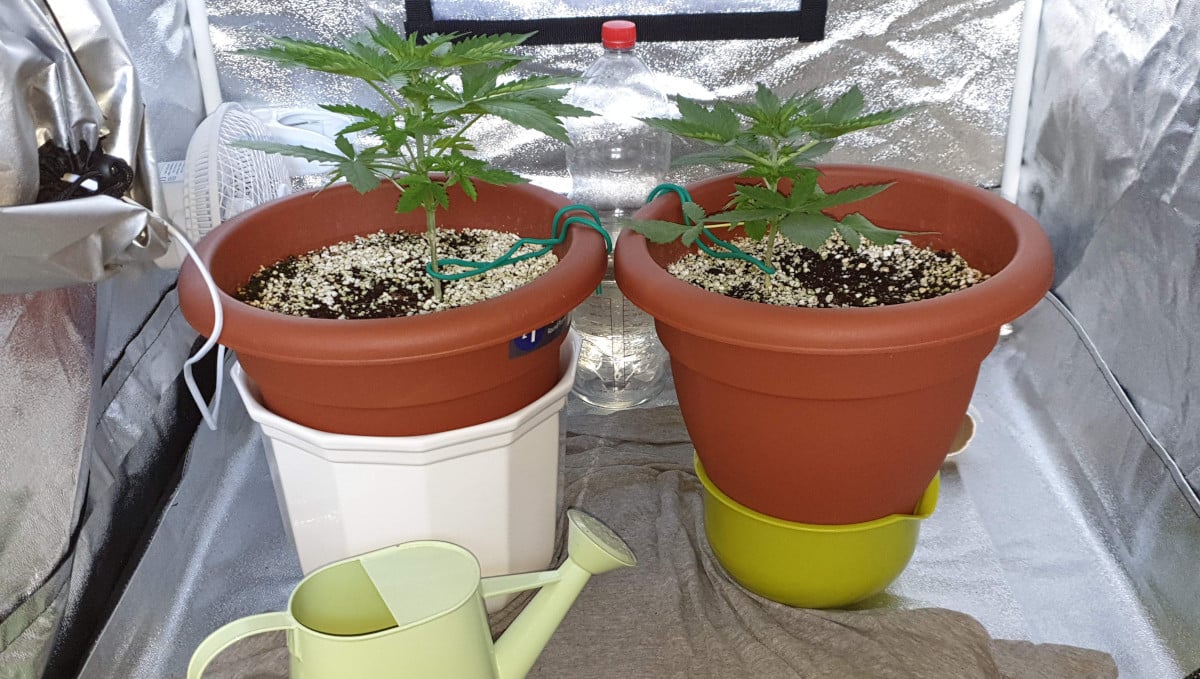 Orange Sherbet Auto Cannabis Strain Week-by-Week Guide: Two small ganja plants in cheap plastic pots 