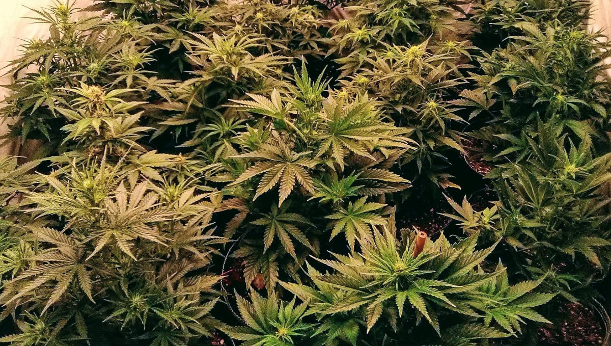 Orange Sherbet Auto Cannabis Strain Week-by-Week Guide: Flowering ganja plants grown in a tent SOG-style