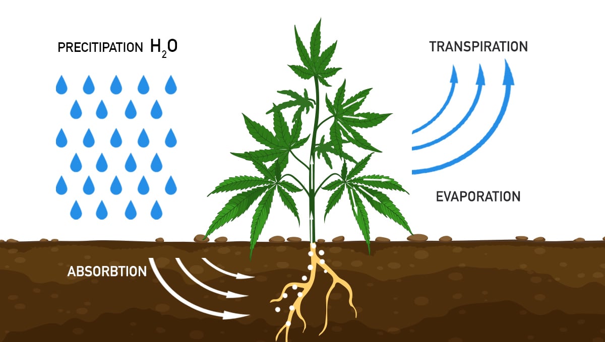 The importance of water purity: transpiration