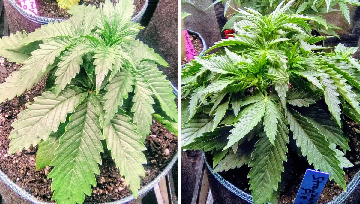 Strawberry Pie Auto Cannabis Strain Week-by-Week Guide: A compact dense autoflower at 3 and 4 weeks from seed