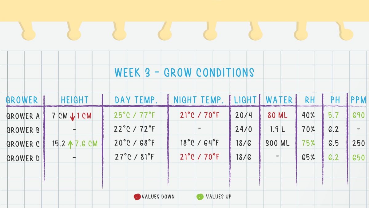 Gorilla Cookies Auto Cannabis Strain Week-by-Week Guide: Week 3 Grow Conditions