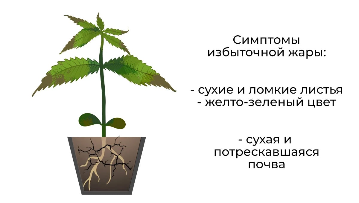 3.jpg Common cannabis seedling problems: excessive heat