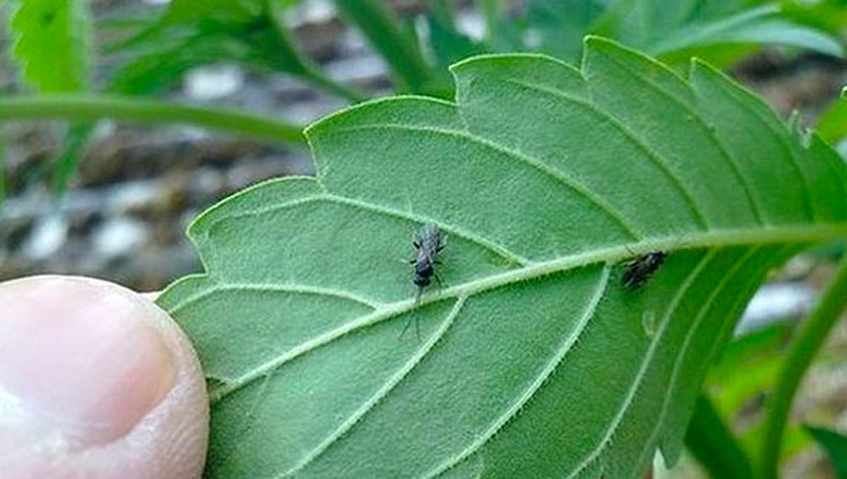 Most Common Pests in Cannabis Plants: Fungus Gnats on Cannabis