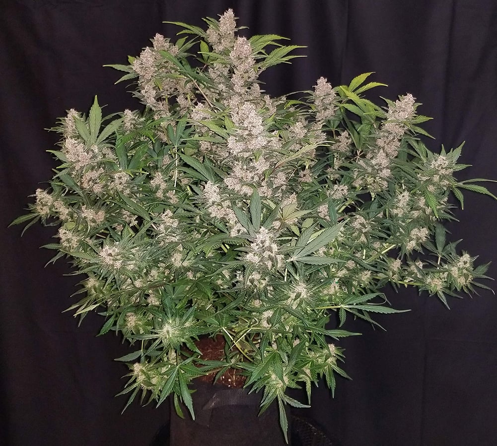 Fast Buds' Autolflower Blueberry - Fastberry