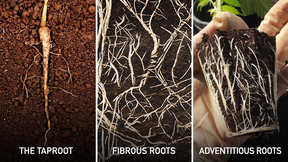 Cannabis Roots: the taproot, fibrous roots, and adventitious roots