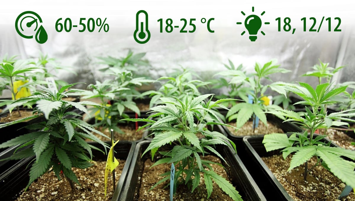  Micro Growing Cannabis: ideal environment