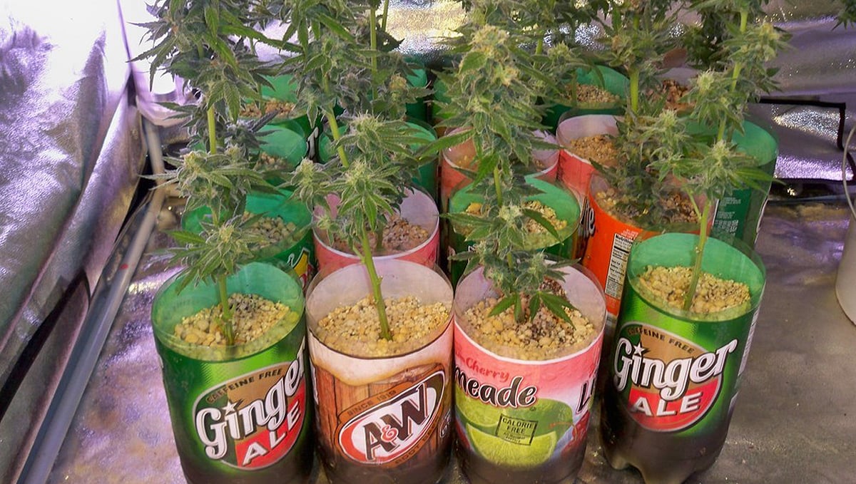 Types of containers for growing autoflowers: plastic bottles