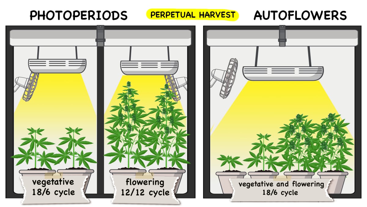 Photoperiods vs autoflowers: perpetual harvest