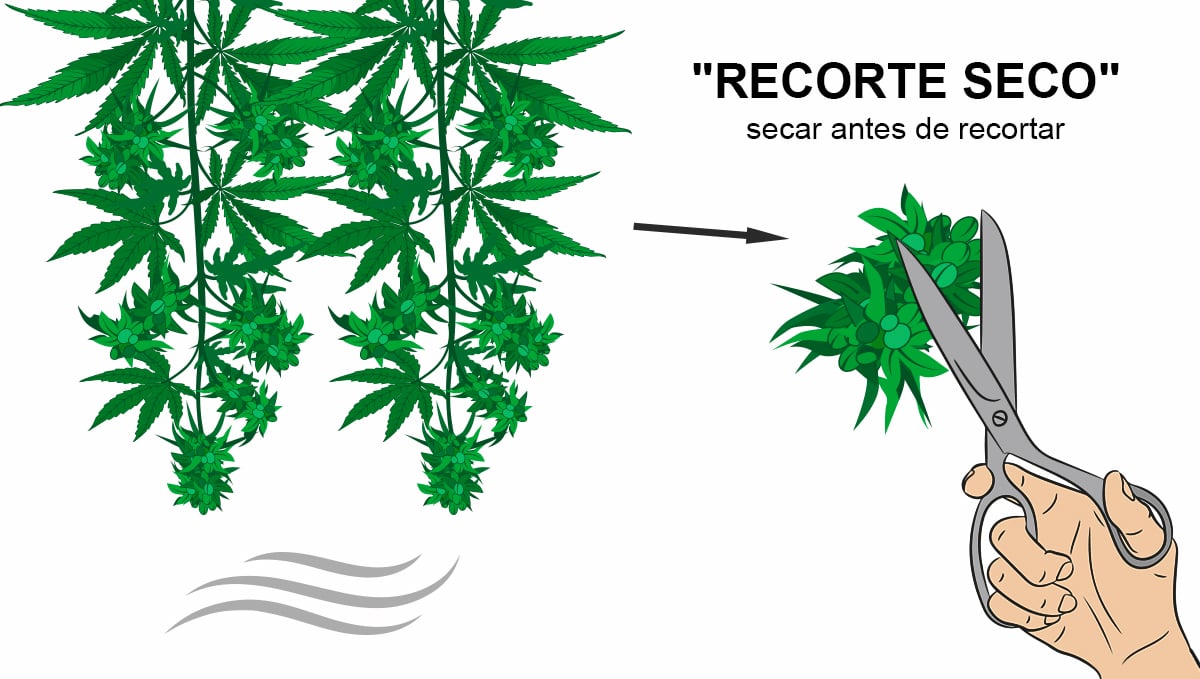 Recorte en seco de plantas de cannabis