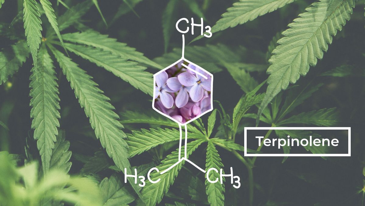 Understanding Terpenes What Is Terpinolene Fast Buds