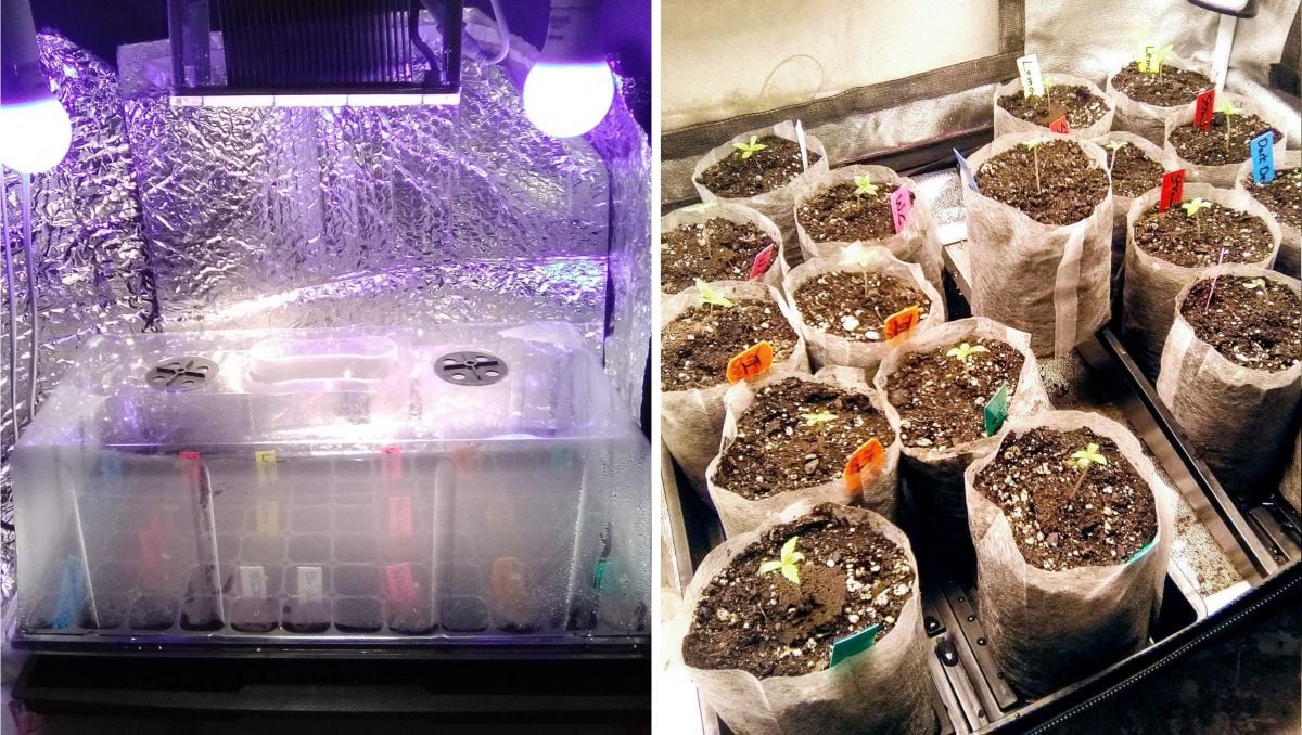 Orange Sherbet Auto Cannabis Strain Week-by-Week Guide: Pot seedlings in a propagation tray and in biodegradeable grow bags