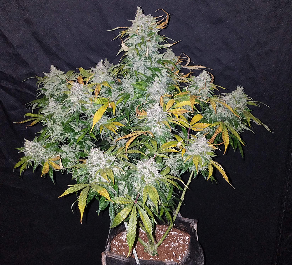 The Top 5 Best Indoor Autoflower Strains Fast Buds