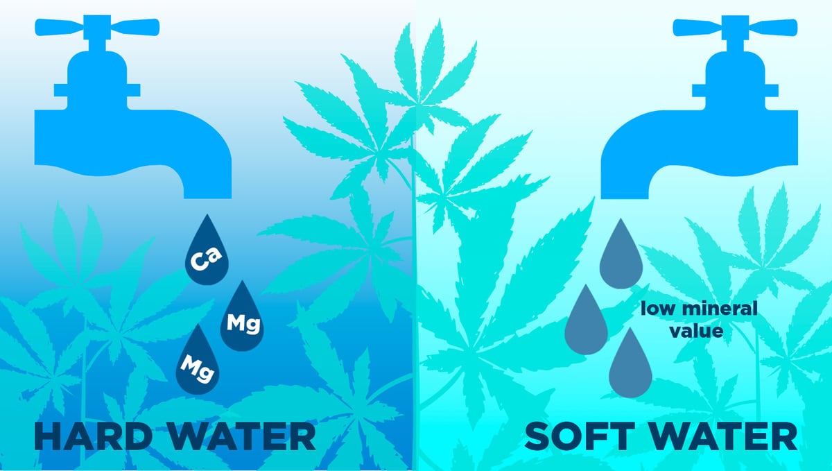 Come Viene Utilizzata L' Acqua Dalle Piante Di Cannabis E Cose Da Sapere - Semi  di Cannabis Autofiorenti Fast Buds