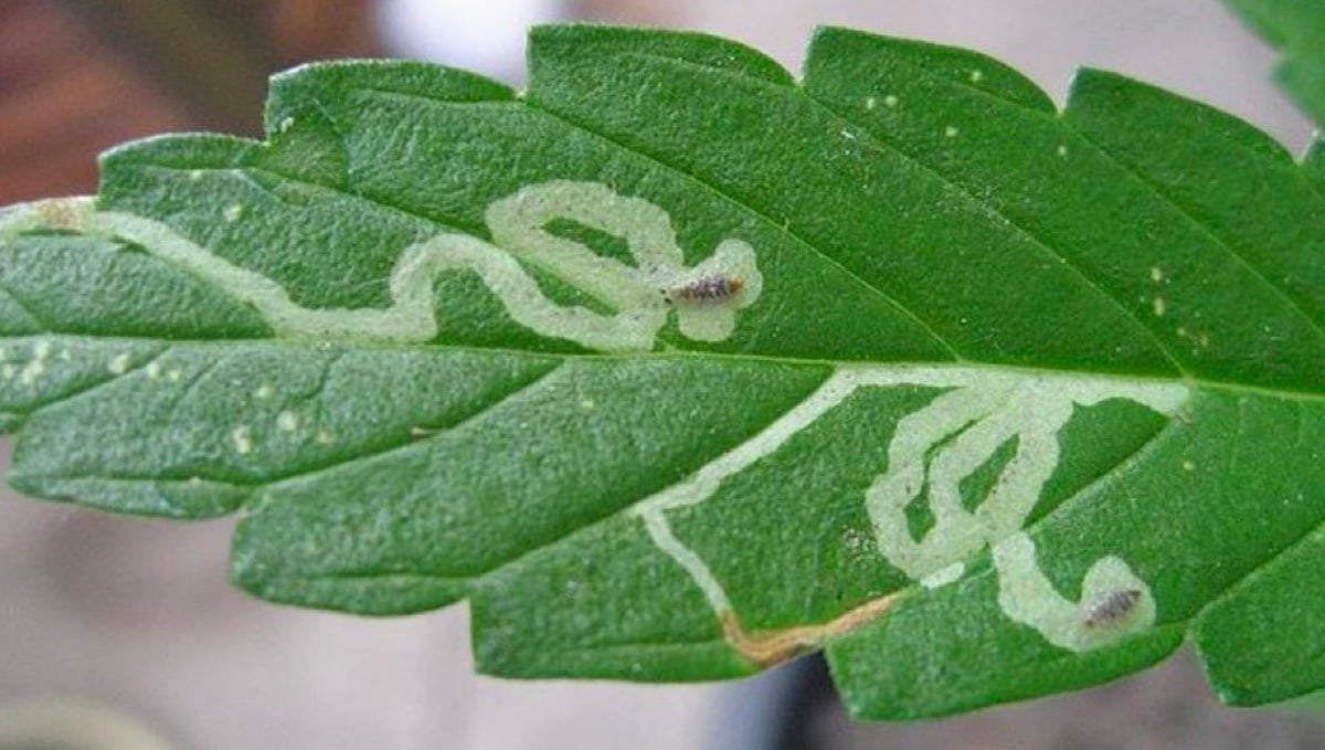 Most Common Pests in Cannabis Plants: Leaf Miners on Cannabis plant