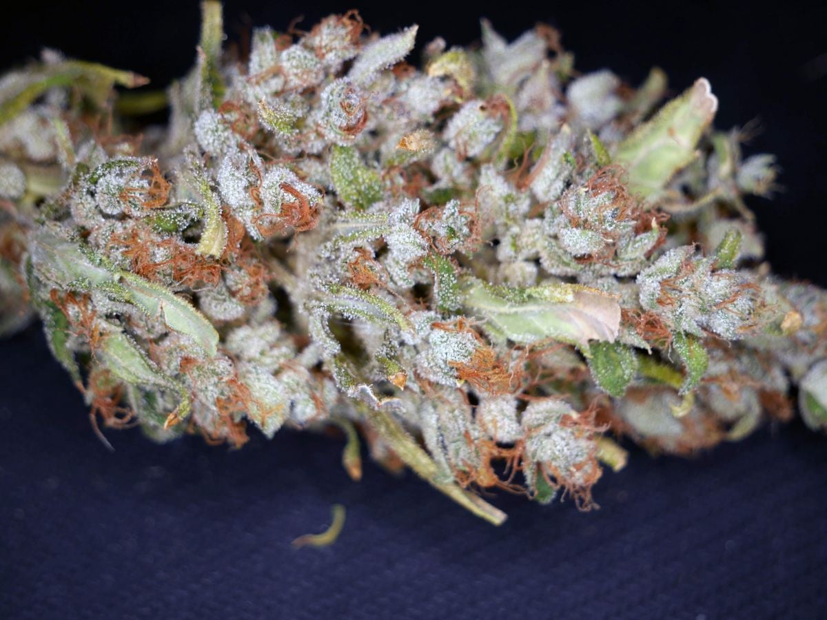 fastbuds GG harvest by bigdaddyk