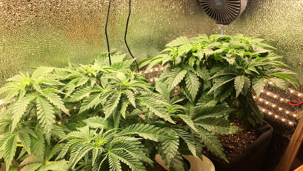 Micro Growing Cannabis?: cannabis bush