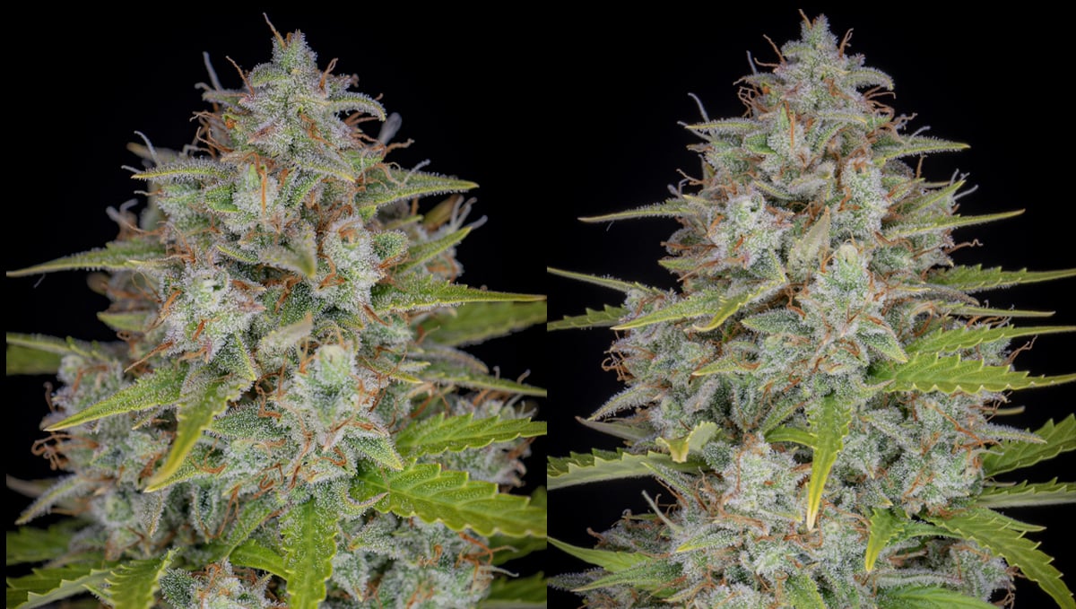 Top 10 strains to grow outdoors: Closer Look at Orange Sherbet Auto