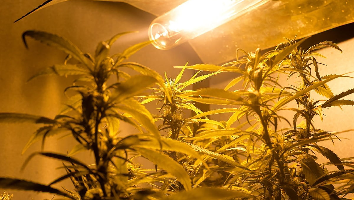  Micro Growing Cannabis: light fixture