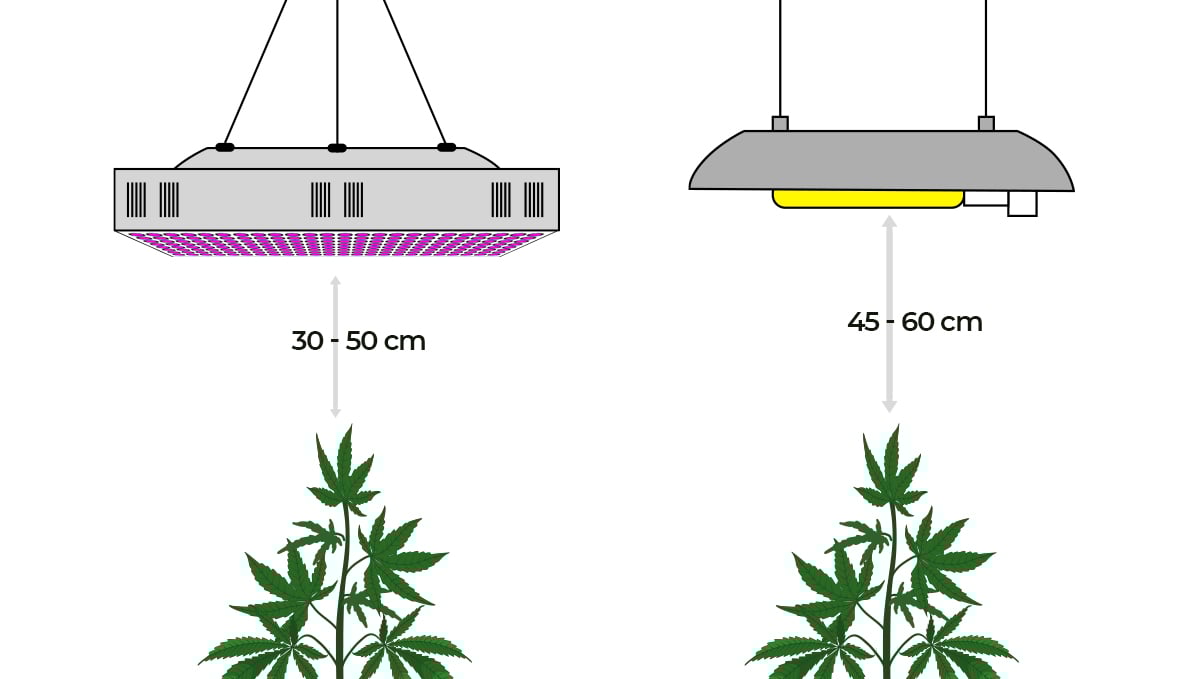 Comment l'environnement affecte les bourgeons: distance lumineuse