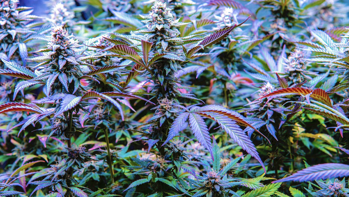 Porque as Flores de Cannabis Ficam Roxas?: genéticas
