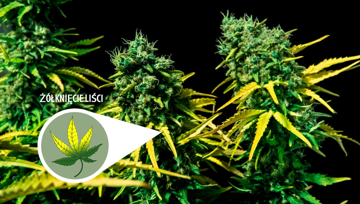 Harvest Your Autoflowering Cannabis: yellowing leaves