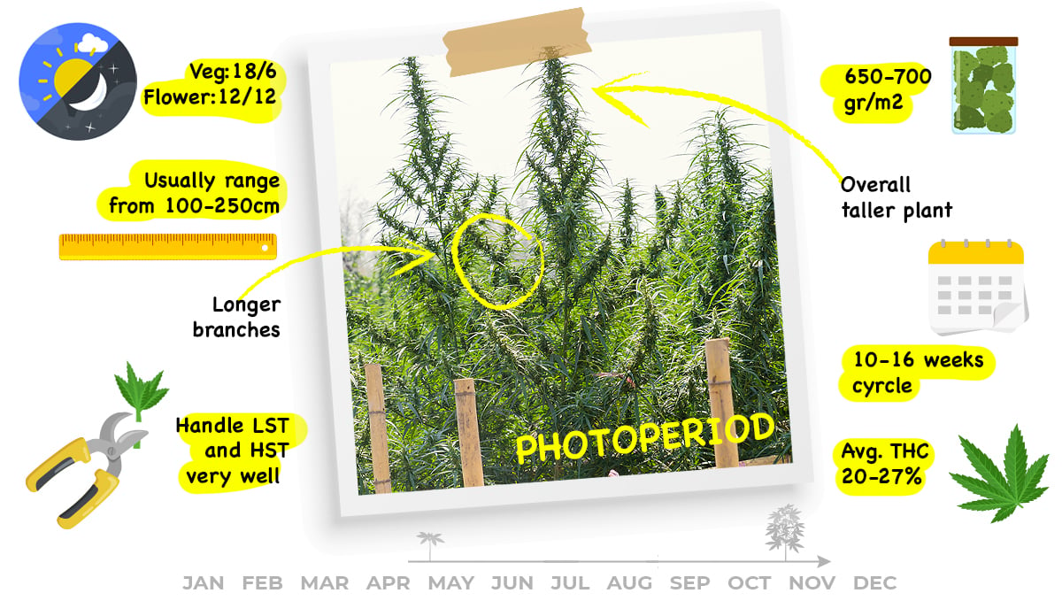 Photoperiods vs autoflowers: what are photos?