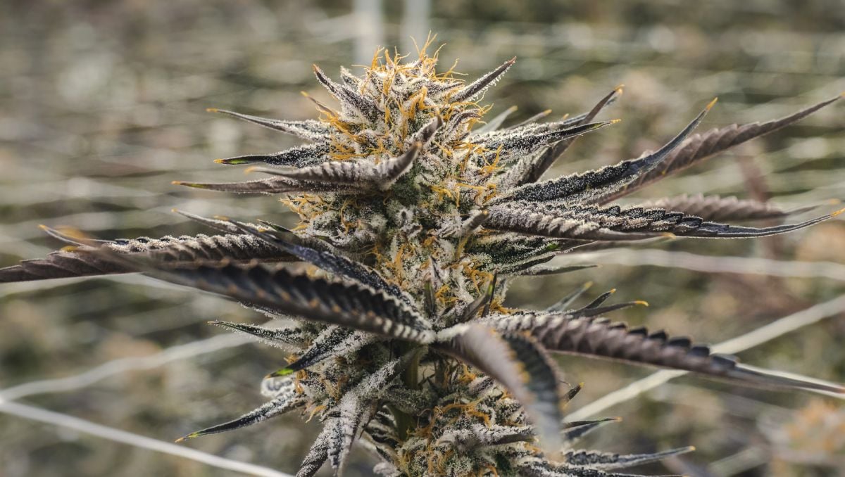 How to grow autoflowering marijuana indoors