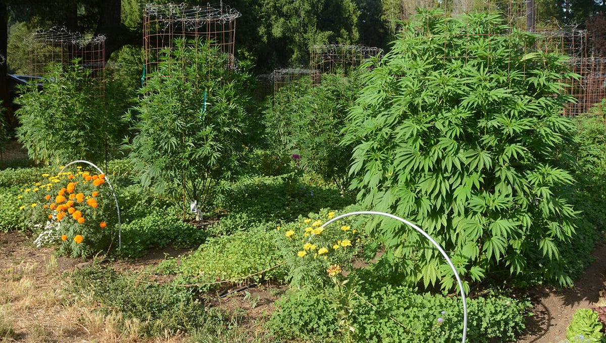 Companion plants for cannabis: biological pest control