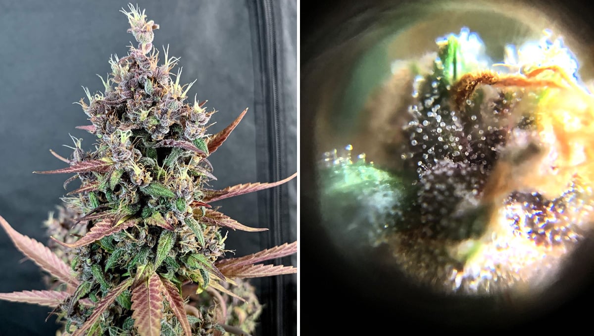 Les bases de la culture d'autofloraisons en terre: semaine 10