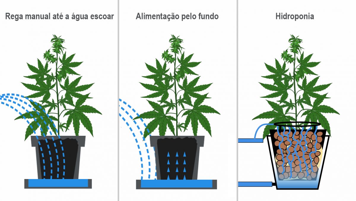 Com que frequência devo regar as minhas plantas: a melhor maneira de regar Com que frequência devo regar as minhas plantas: a melhor maneira de regar