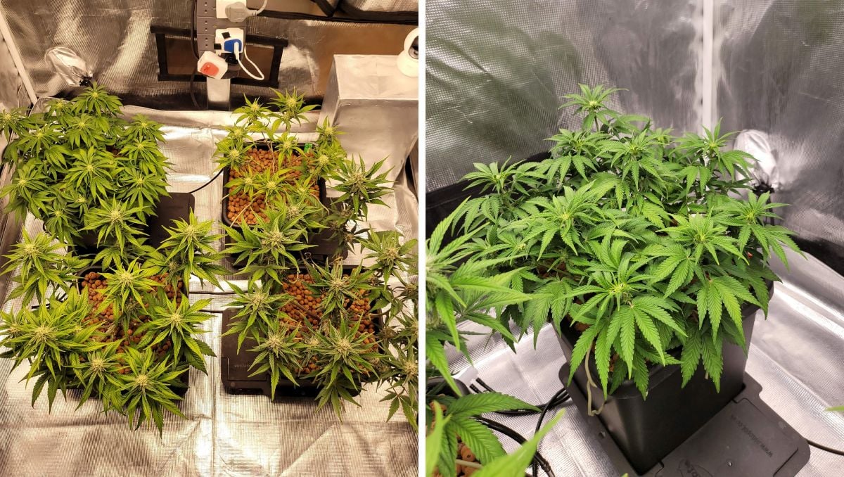 Gorilla Cookies Auto Cannabis Strain Week-by-Week Guide: Defoliation aftermath