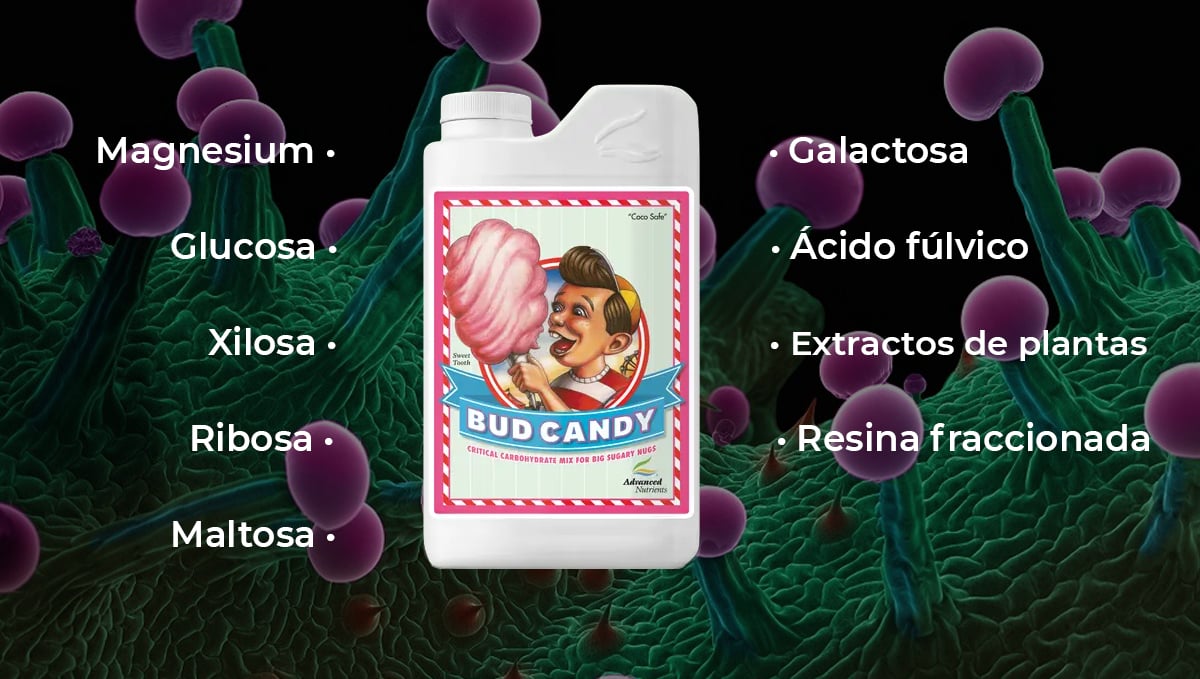 Nutrientes avanzados para autoflorecientes: bud candy Nutrientes avanzados para autoflorecientes: bud candy