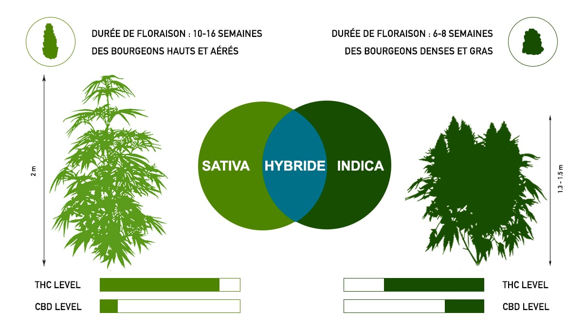 Sativa vs Indica: hybrides