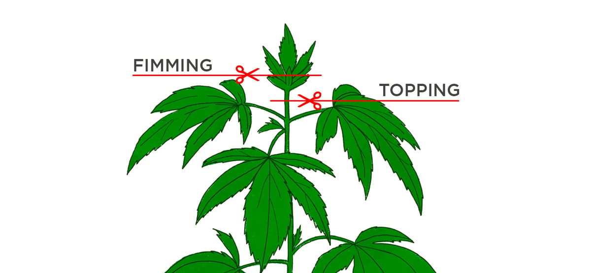 All About Fimming Autoflowering Cannabis Plants: Fimming vs Topping