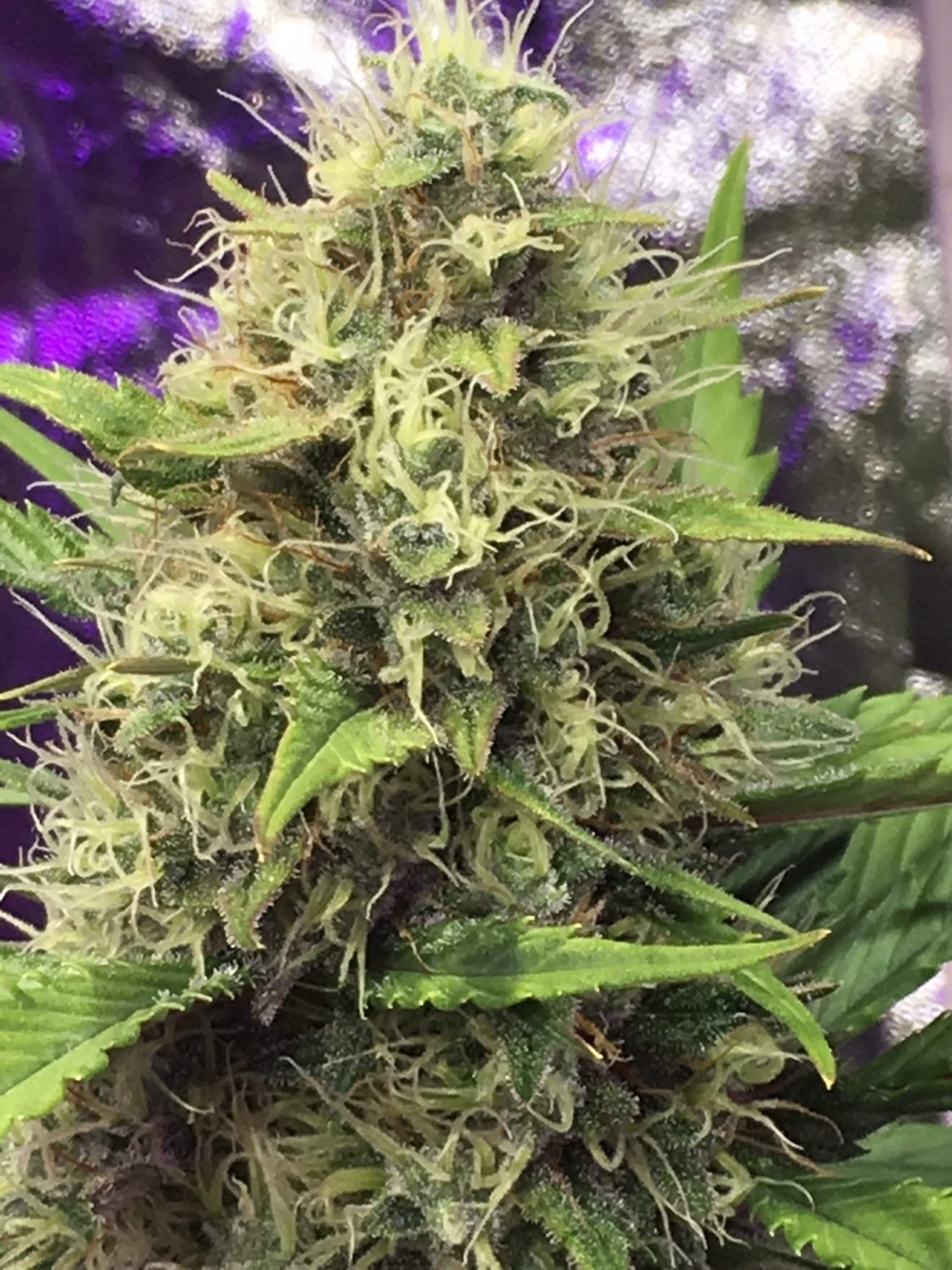 Girl Scout Cookies Auto Strain History: close look at GSC auto by Fast Buds